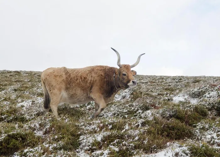 Casa Da Covinha - Branda Da Aveleira