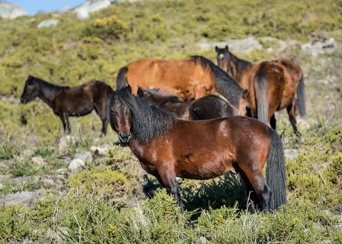 Σπίτι διακοπών Casa Da Covinha - Branda Da Aveleira