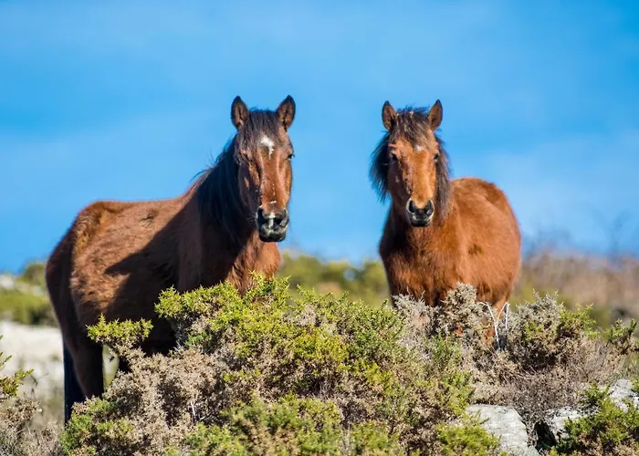 Nyaraló Casa Da Covinha - Branda Da Aveleira *